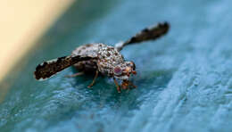 Image of Callopistromyia strigula (Loew 1873)