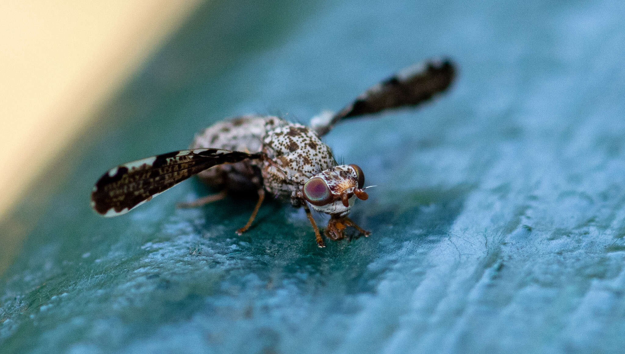 Callopistromyia strigula (Loew 1873)的圖片