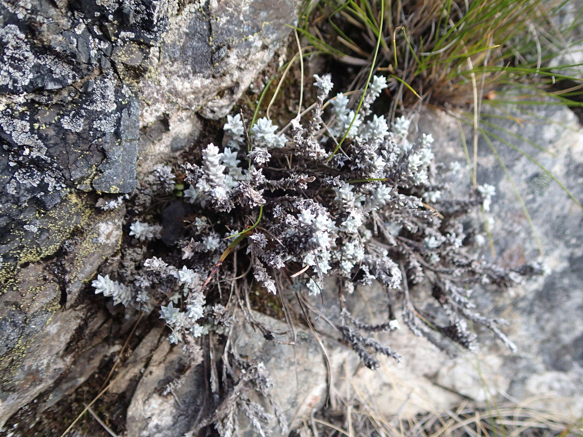 Image of Leucogenes neglecta B. P. J. Molloy