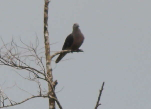 Image of Barking Imperial Pigeon