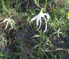 Image of Anthocercis angustifolia F. Müll.