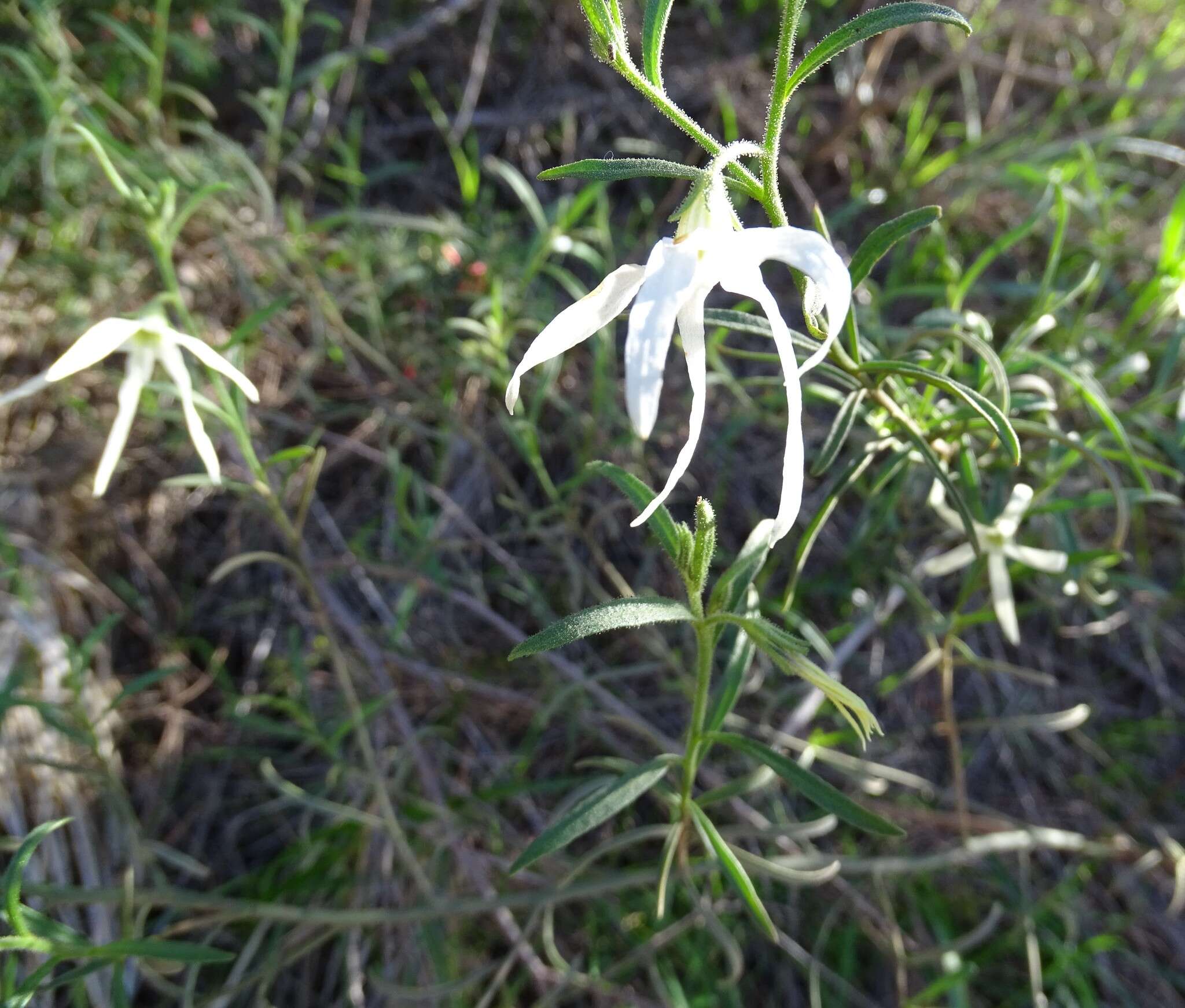 Image of Anthocercis angustifolia F. Müll.