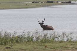 Image of Sri Lankan sambar deer