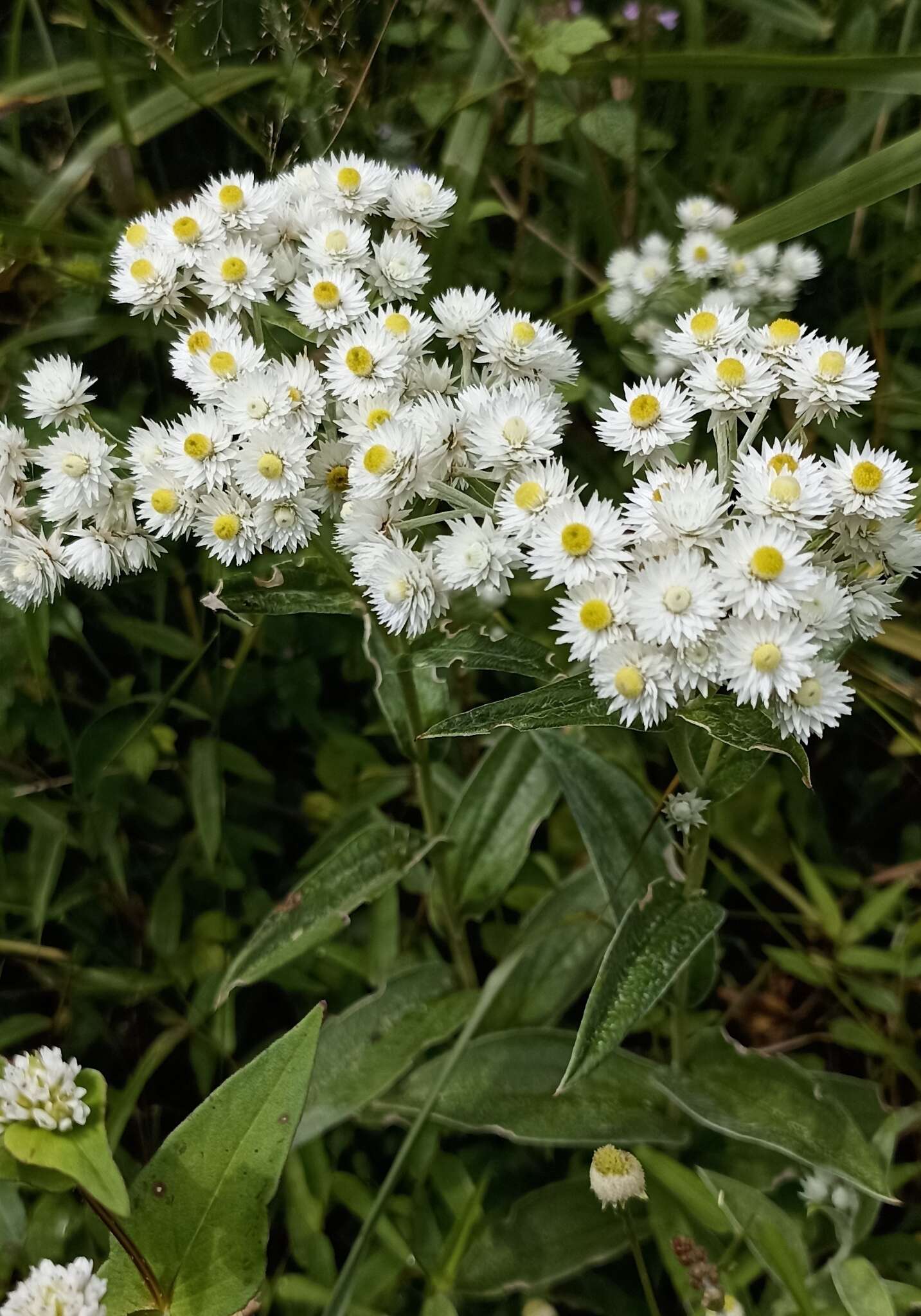 Image of Three-nerved Pearly Everlasting