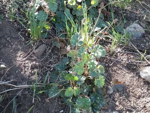 Image of Heuchera soltisii R. A. Folk & P. J. Alexander