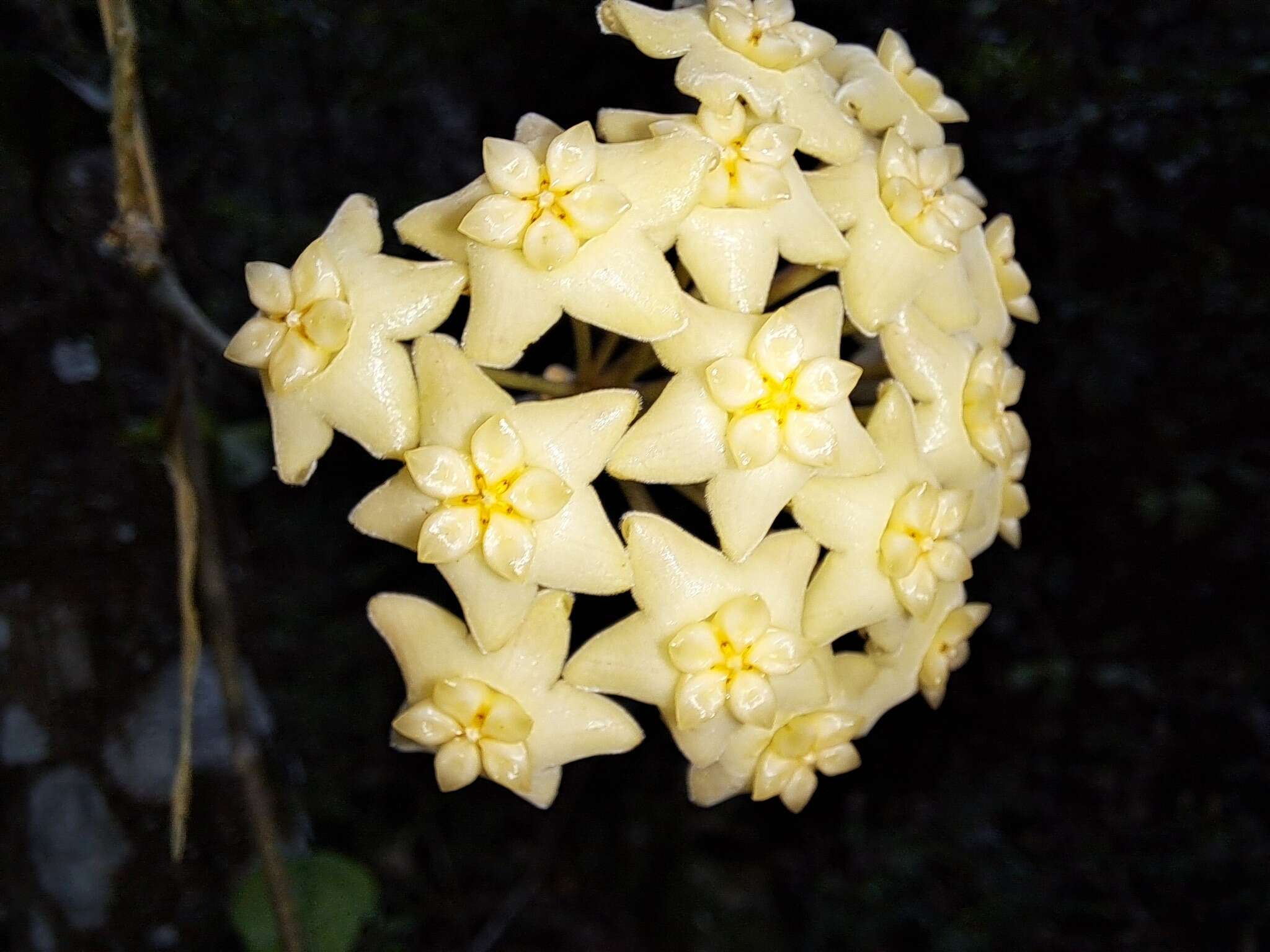 Image of Hoya pottsii Traill