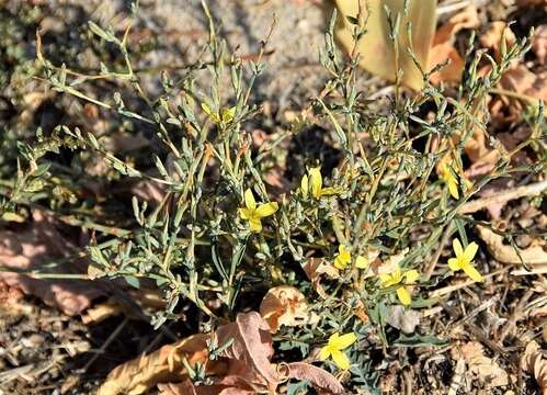 Lactuca viminea (L.) J. & C. Presl的圖片