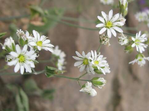 Image of Drymaria paposana Phil.