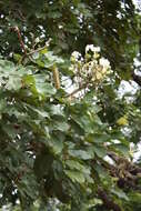 Image of Berlinia grandiflora (Vahl) Hutch. & Dalziel
