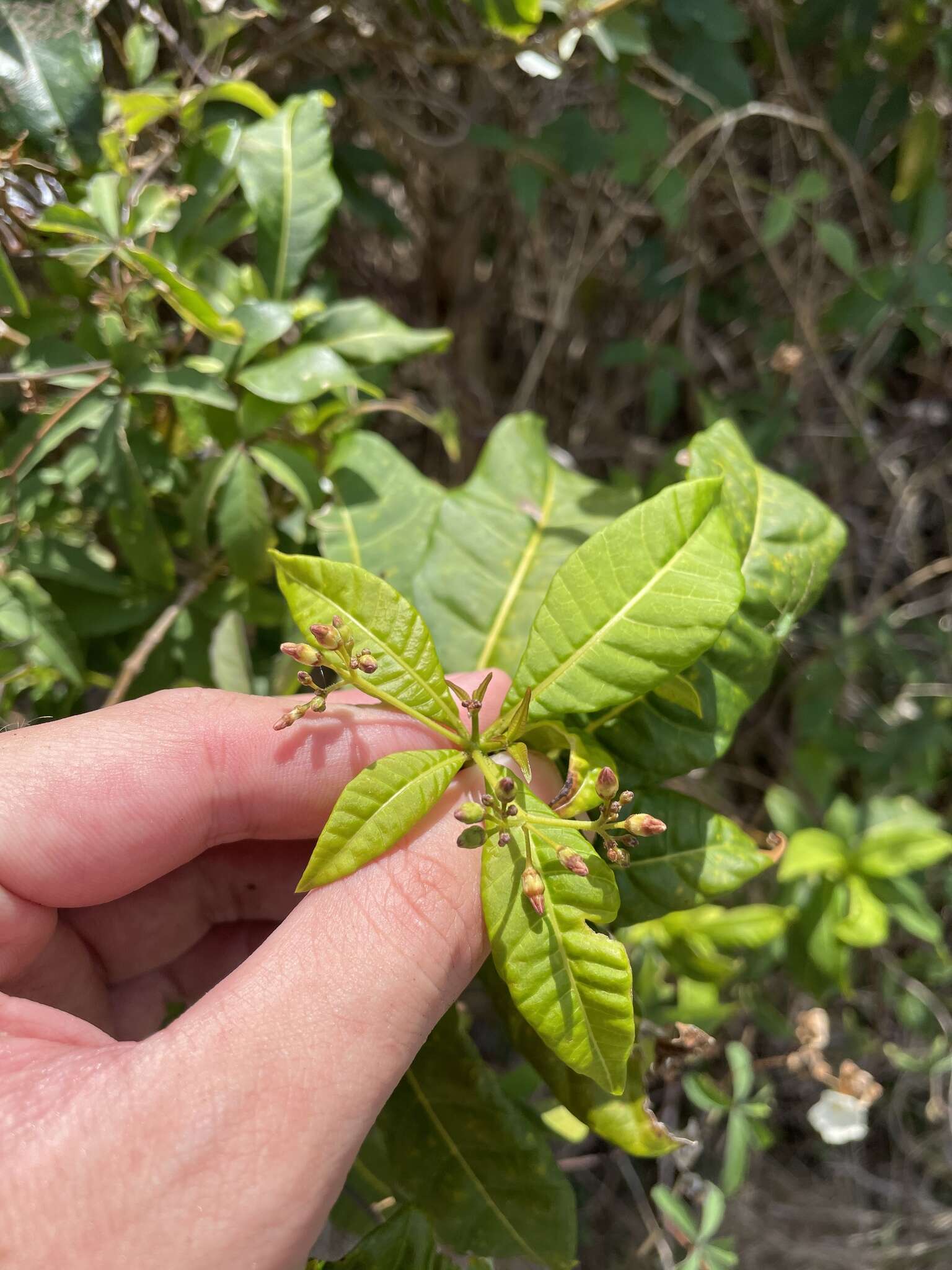 Image of milkbush