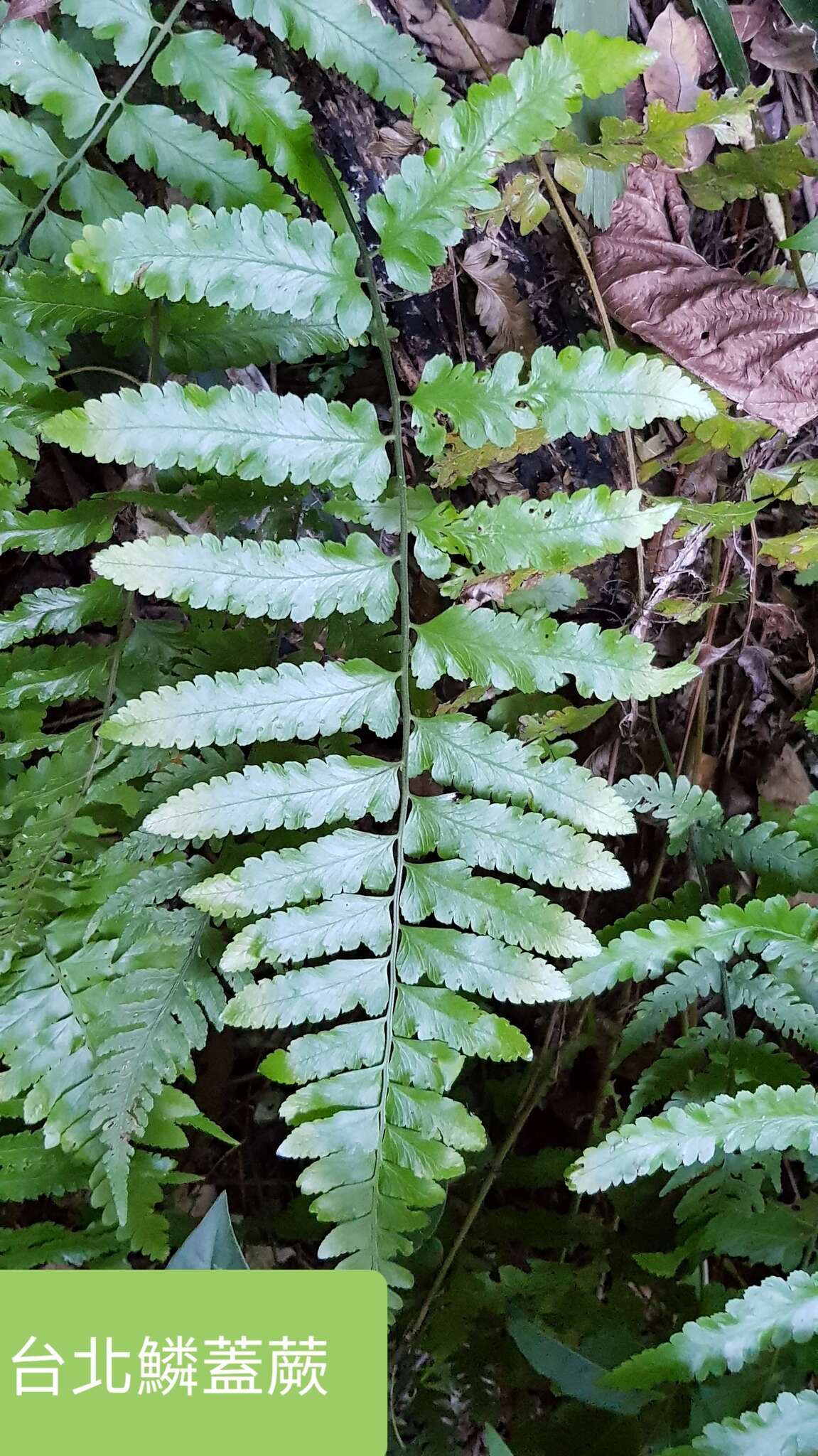 Image of Microlepia bipinnata (Mak.) Shimura