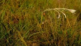 Image of Gladiolus engysiphon G. J. Lewis