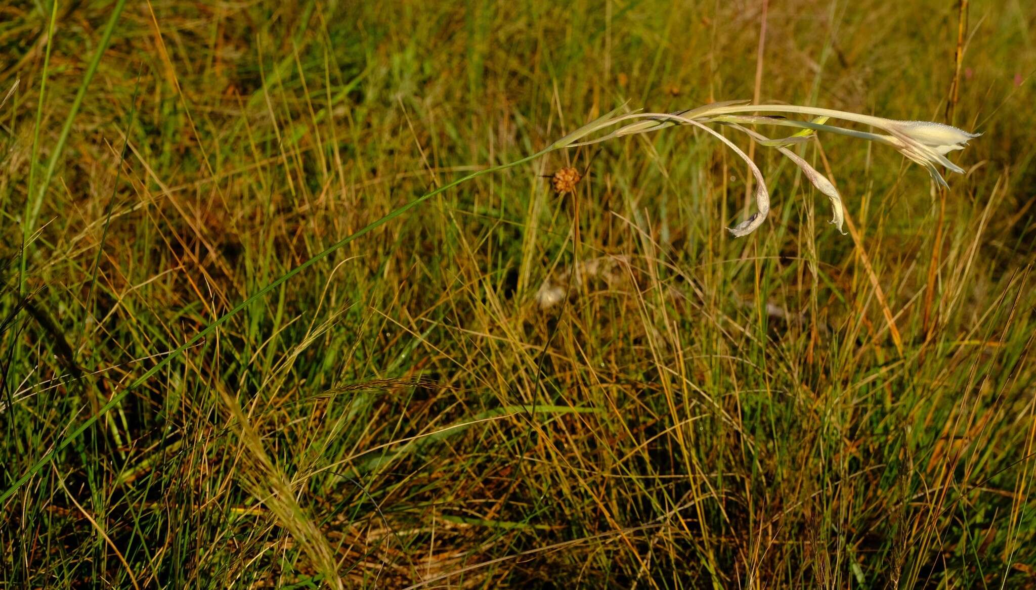 Image of Gladiolus engysiphon G. J. Lewis