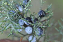 Imagem de Juniperus occidentalis Hook.