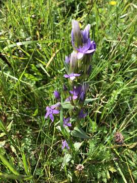 Image de Gentianella austriaca (A. & J. Kern.) Holub