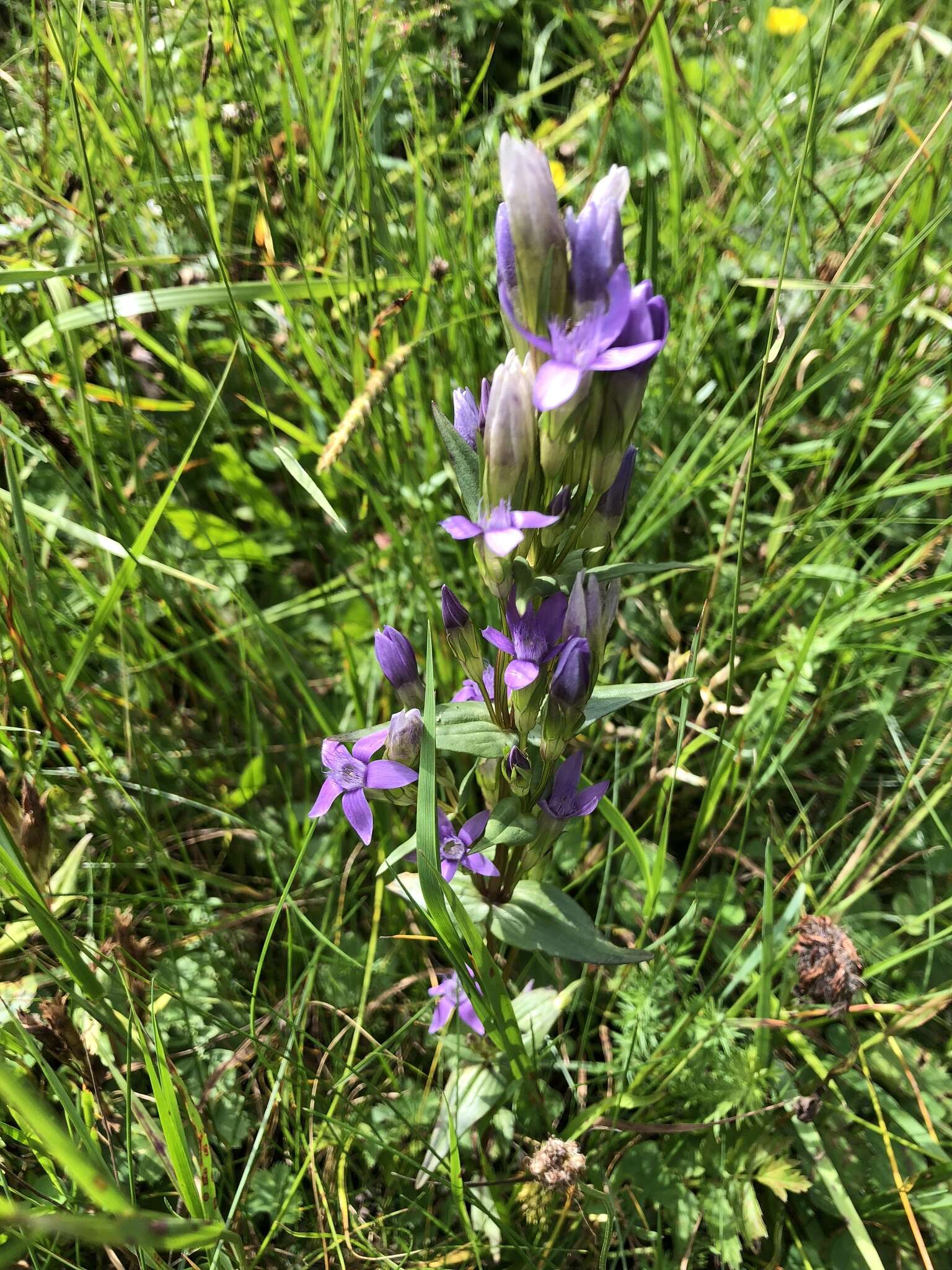 Image of Gentianella austriaca (A. & J. Kern.) Holub