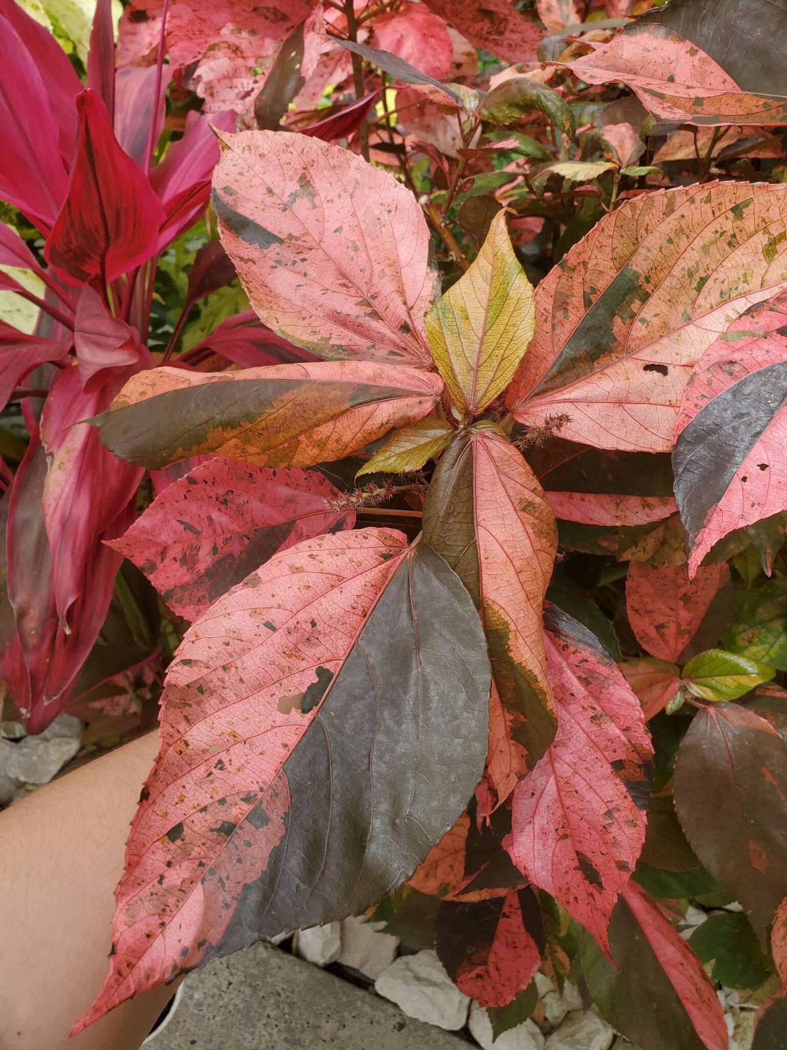 صورة Acalypha wilkesiana Müll. Arg.