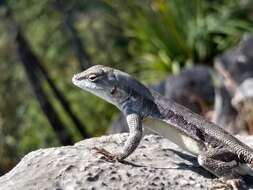 Image of Bluebelly Lizard