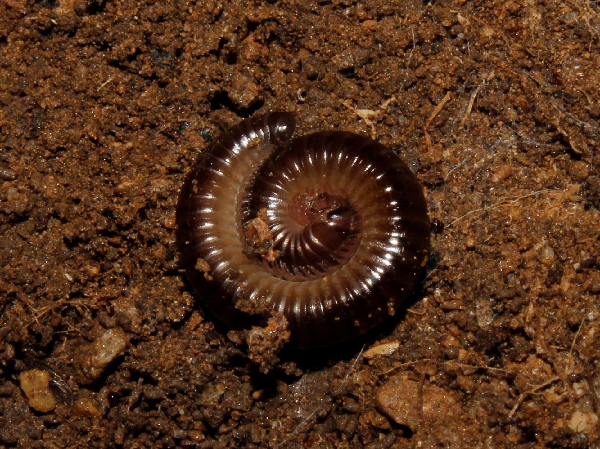 Image of Byzantorhopalum (Byzantorhopalum) sapphicum (Strasser 1976)