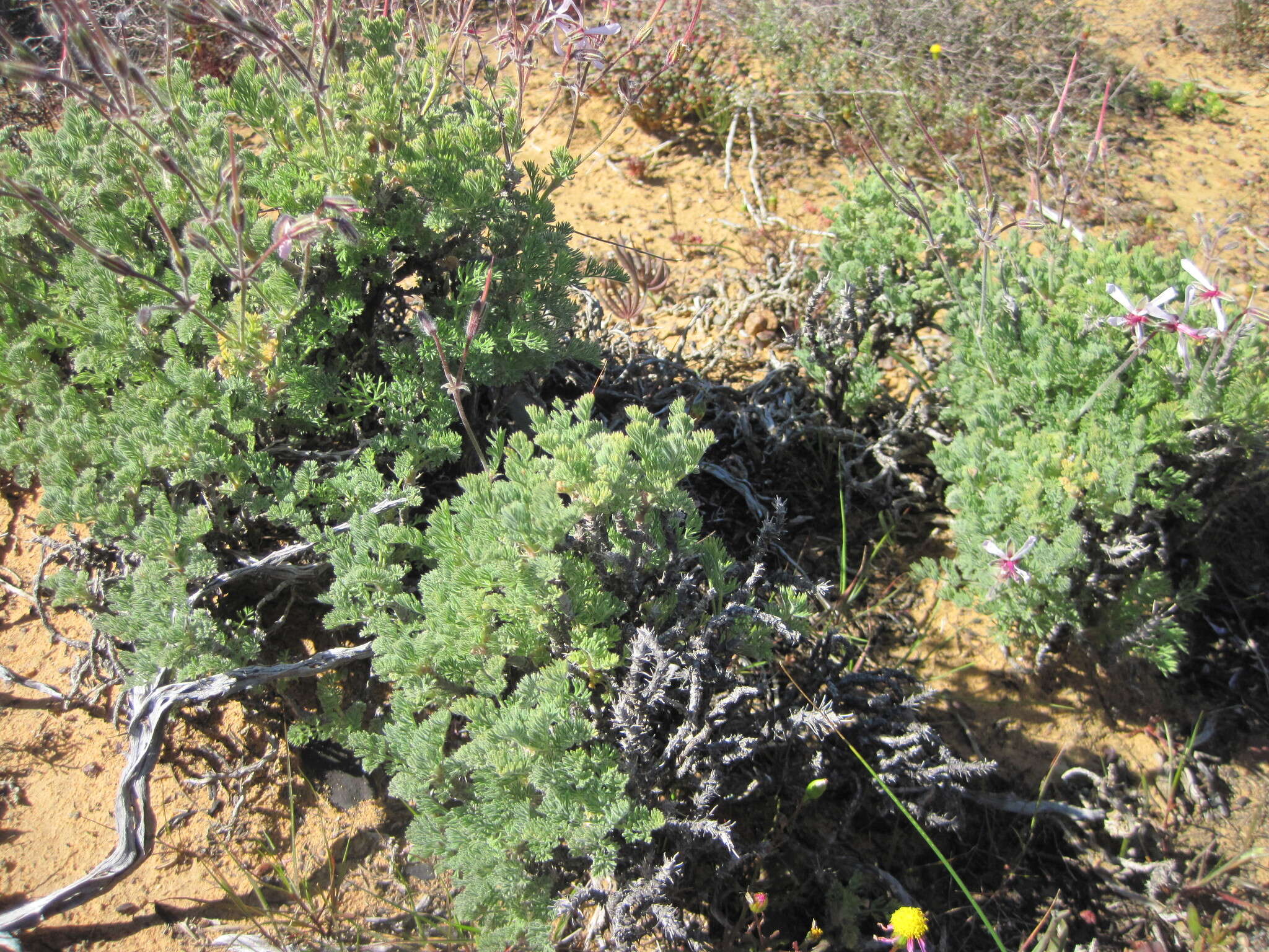 Image of Pelargonium oreophilum Schltr.