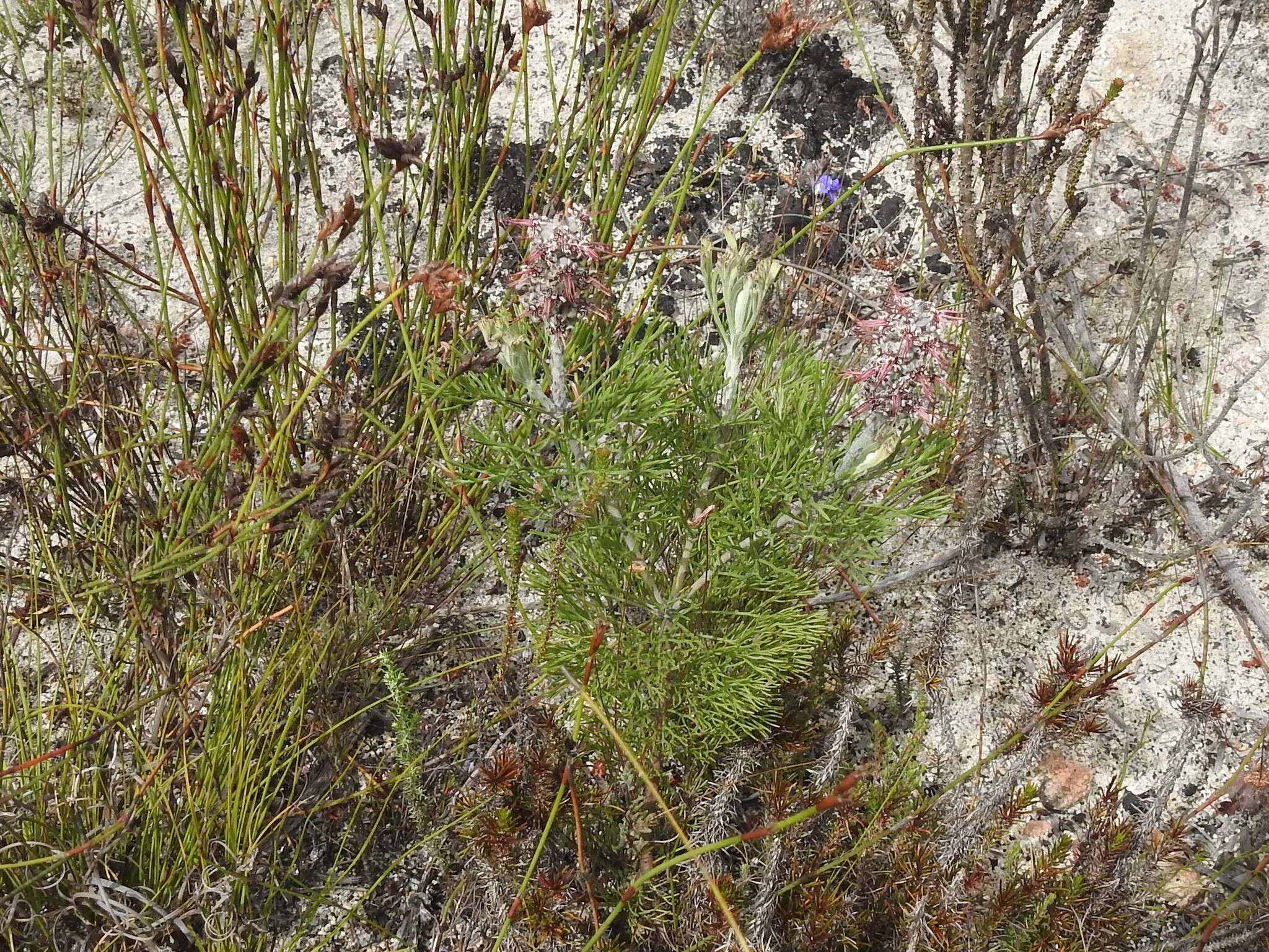 Sivun Paranomus bolusii (Gandoger) Levyns kuva