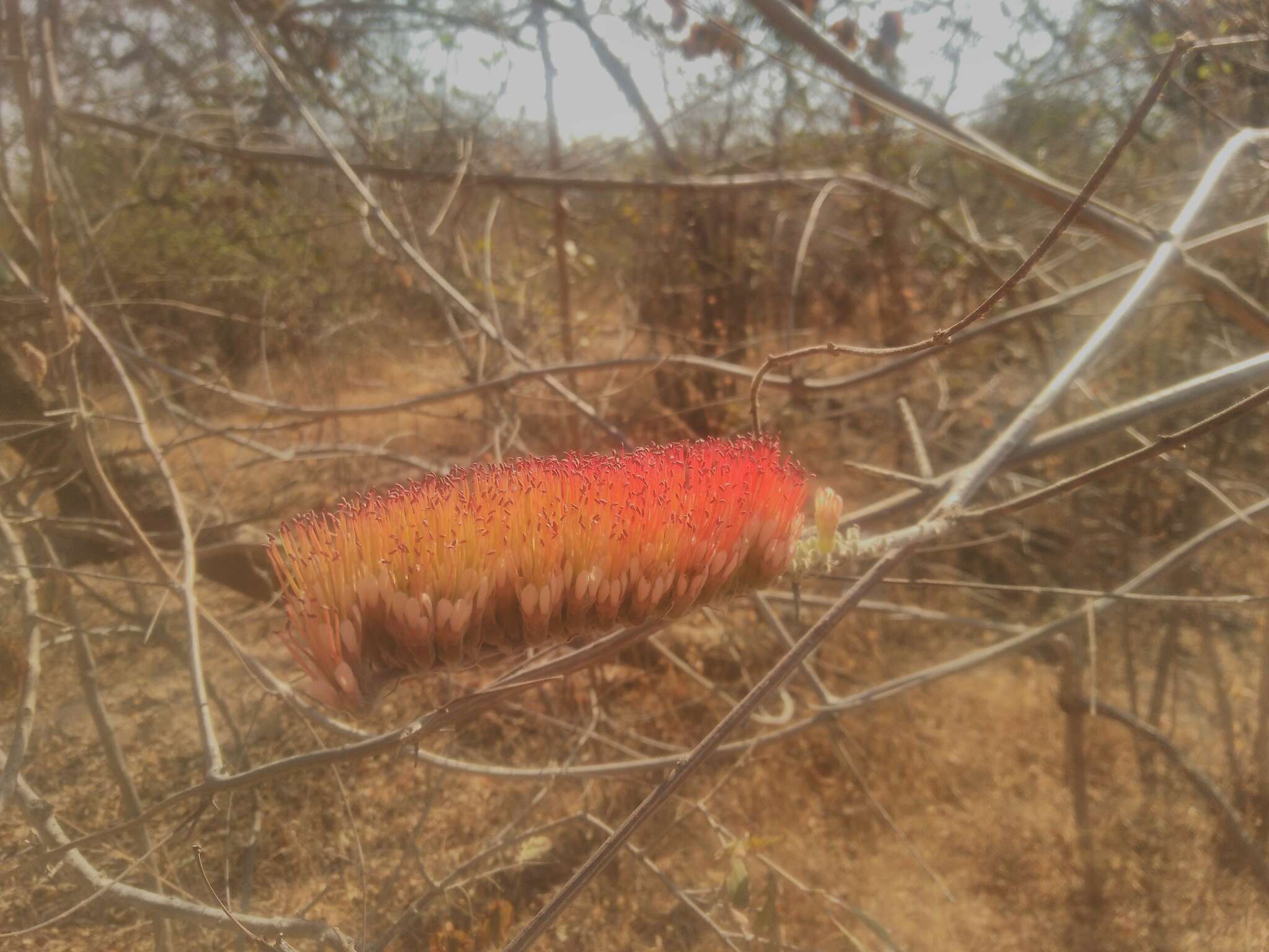 Image of Combretum longispicatum (Engl.) Engl. & Diels