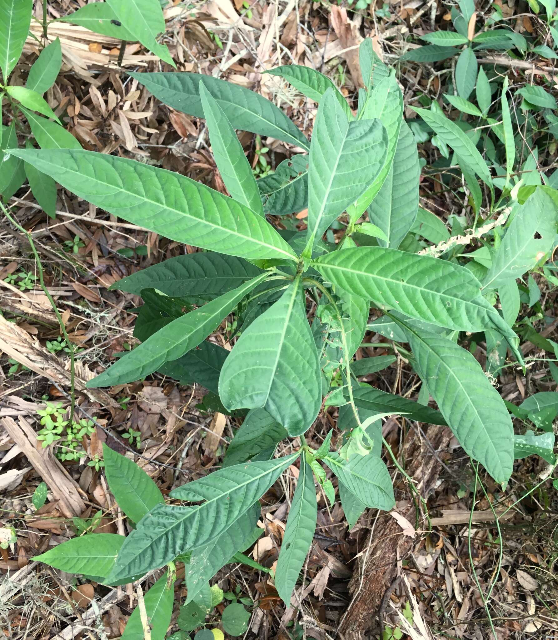 صورة Psychotria tenuifolia Sw.