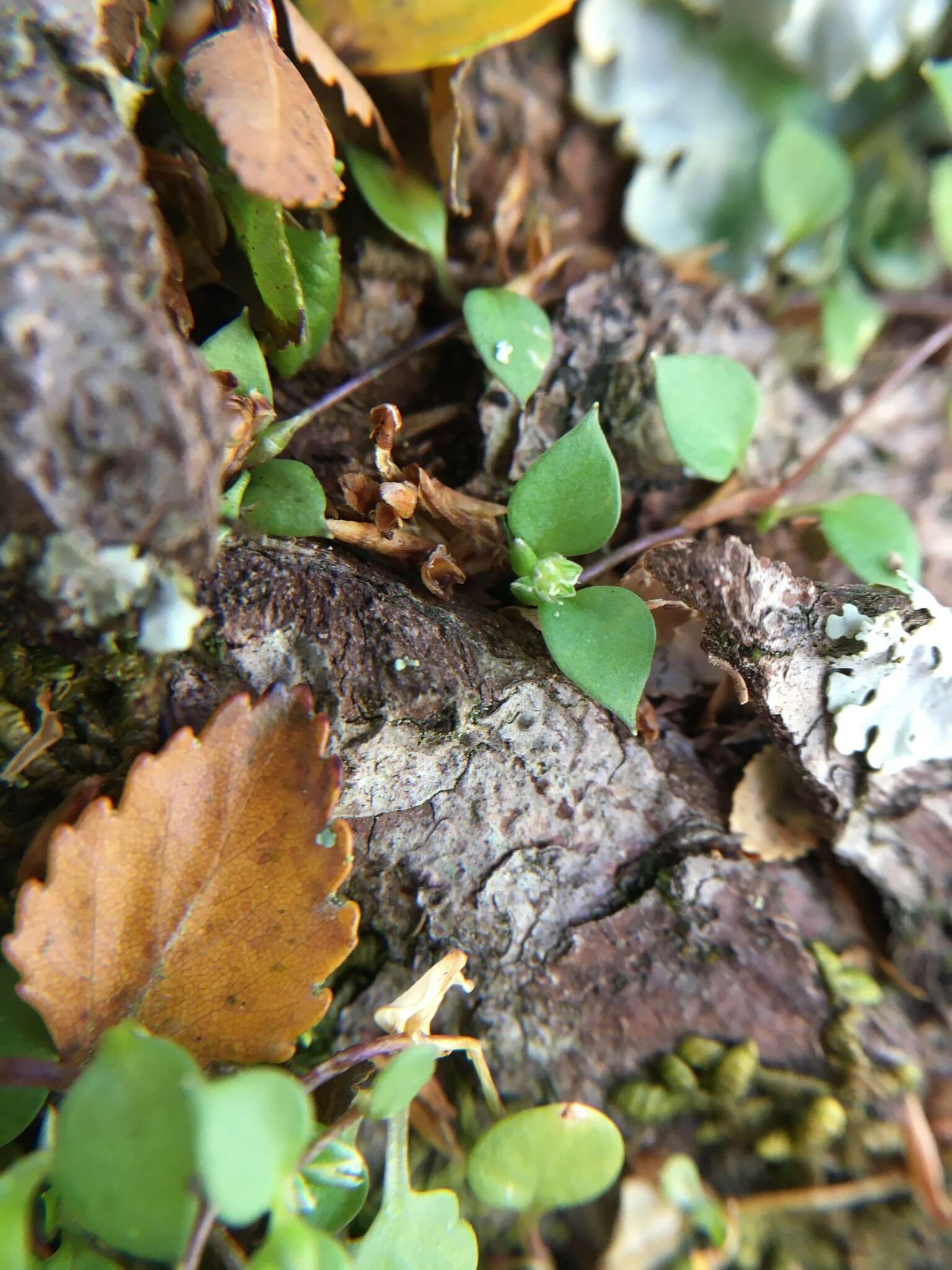 Image of Stellaria parviflora Banks & Soland. ex Hook. fil.