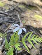 Image of Elegant Caladenia