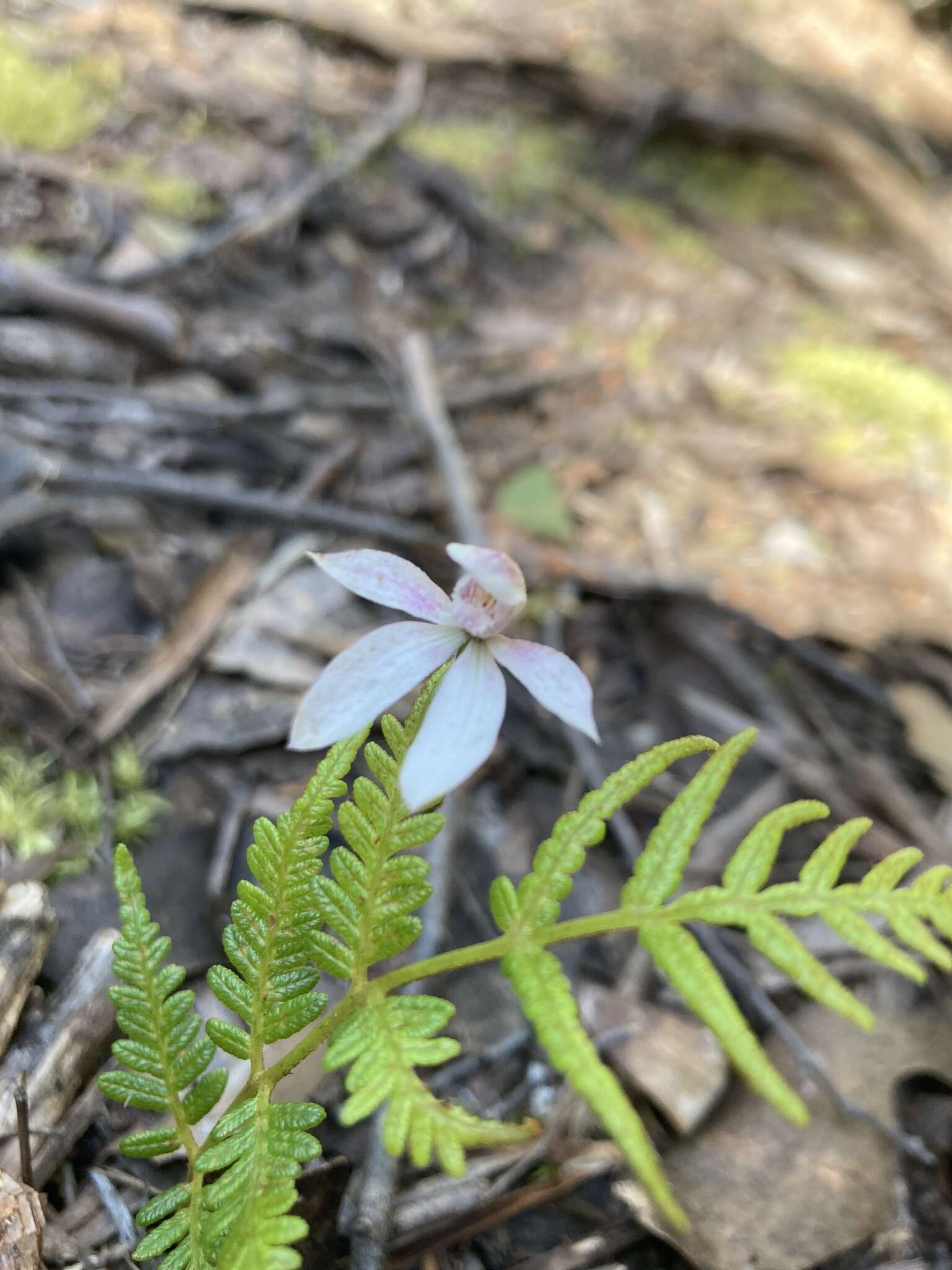 Image of Elegant Caladenia