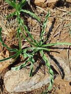 Image de Crinum lugardiae N. E. Br.