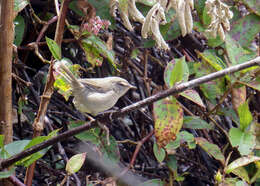 Image of Aberrant Bush Warbler