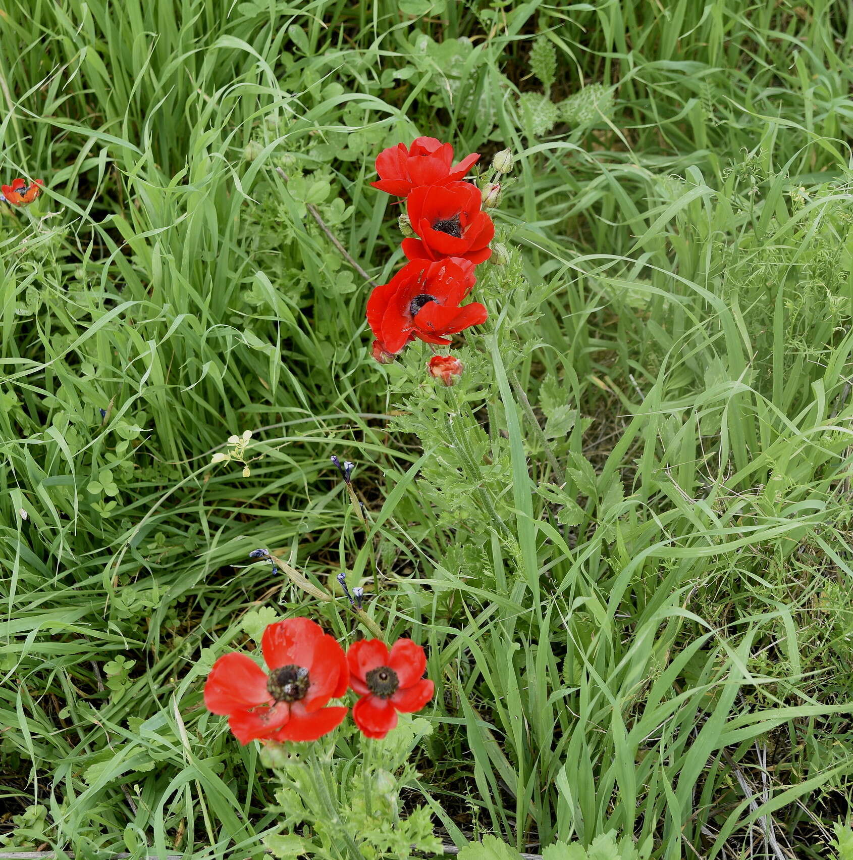 Image of Ranunculus asiaticus