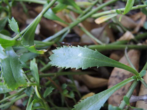 Image of Coastal peppercress