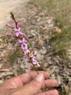 Image of Stylidium graminifolium Sw. ex Willd.