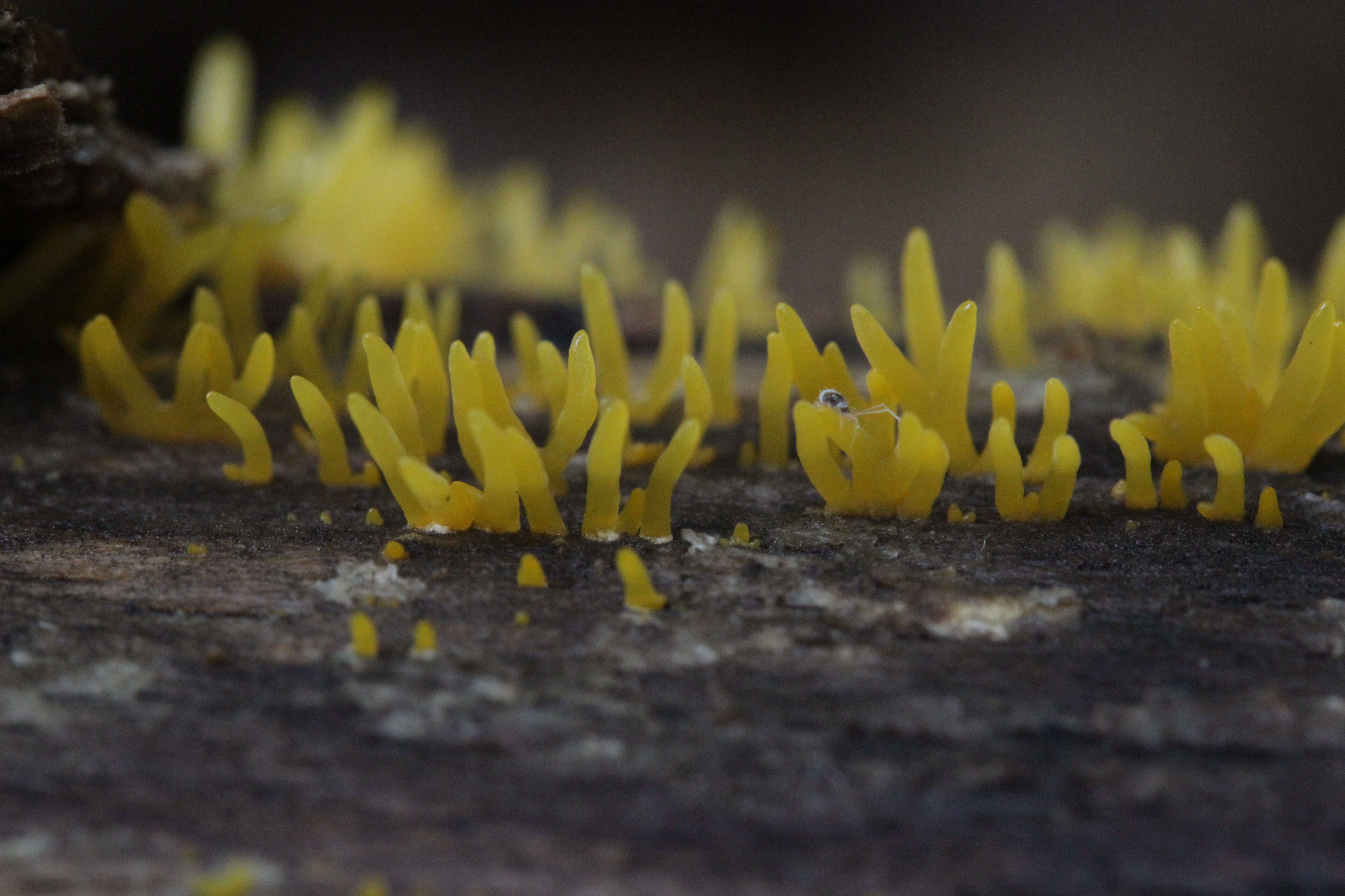 Imagem de Calocera cornea (Batsch) Fr. 1827