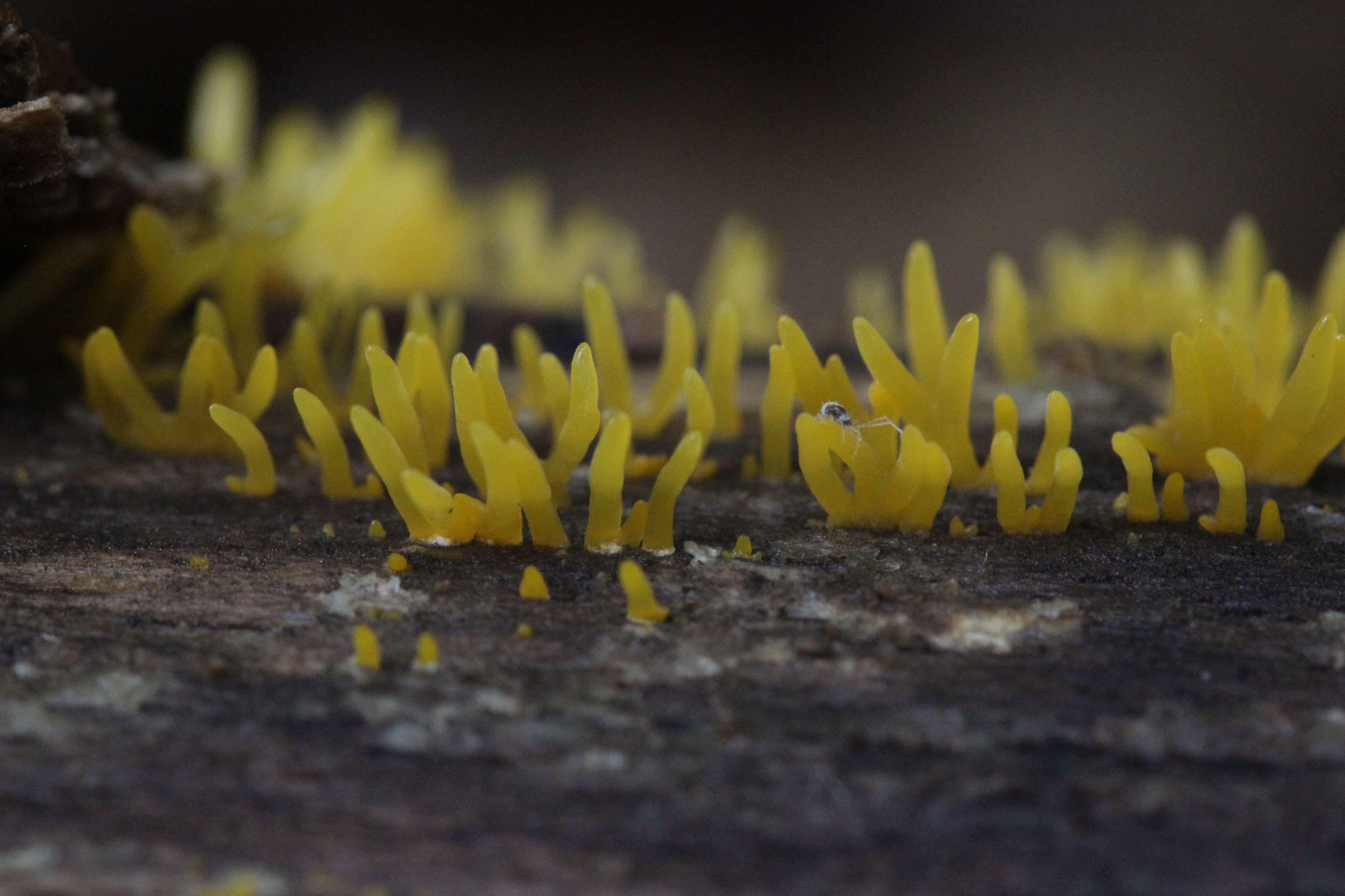 Image of Calocera cornea (Batsch) Fr. 1827