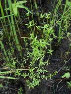 Image of three-petal bedstraw