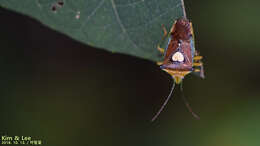 Image of Sastragala esakii Hasegawa 1959