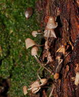 Image of Mycena subgalericulata Cleland 1931