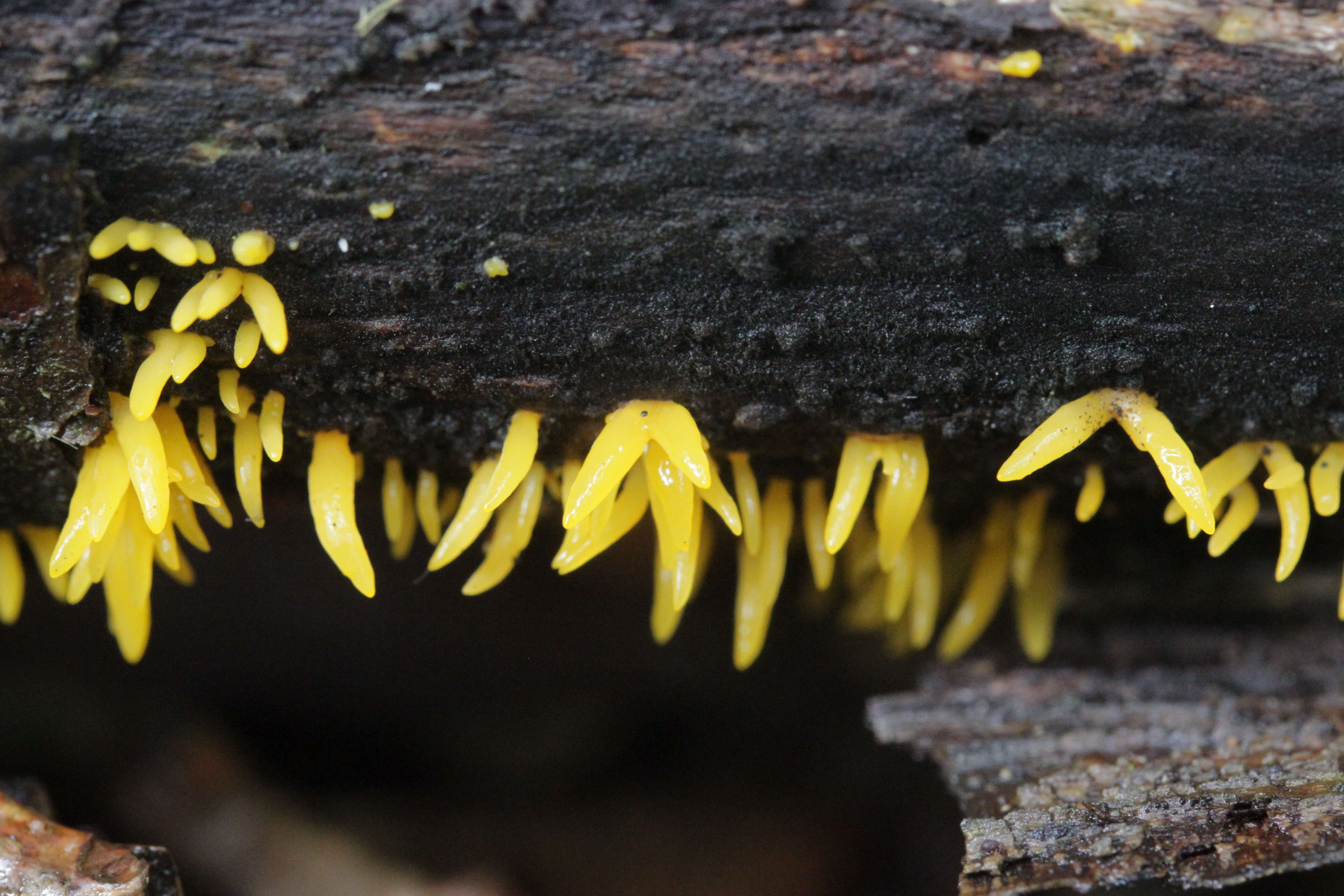 Image of Calocera cornea (Batsch) Fr. 1827