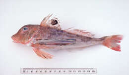 Image of Bight gurnard