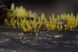 Image of Calocera cornea (Batsch) Fr. 1827