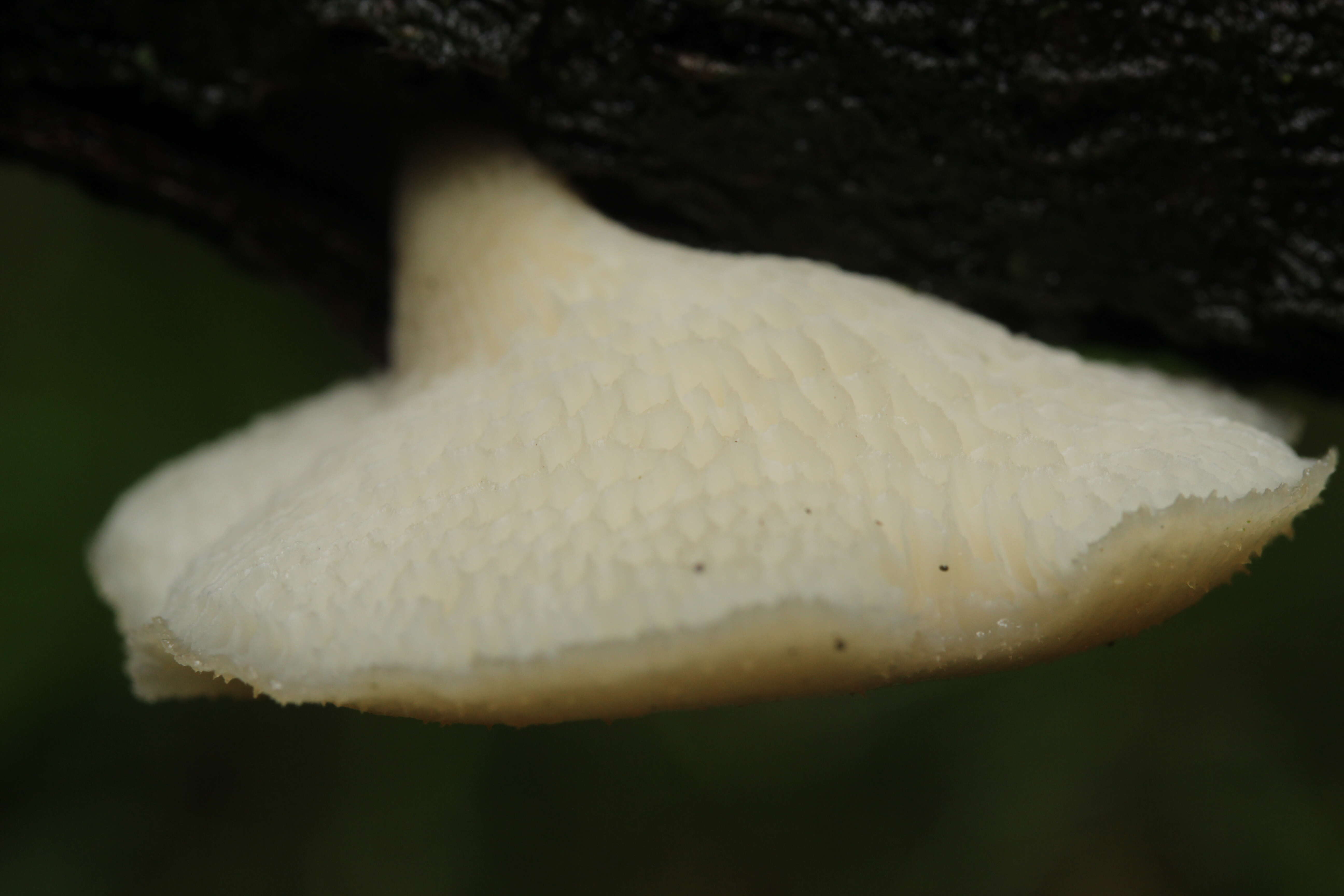 Image of Polyporus tuberaster (Jacq. ex Pers.) Fr. 1821