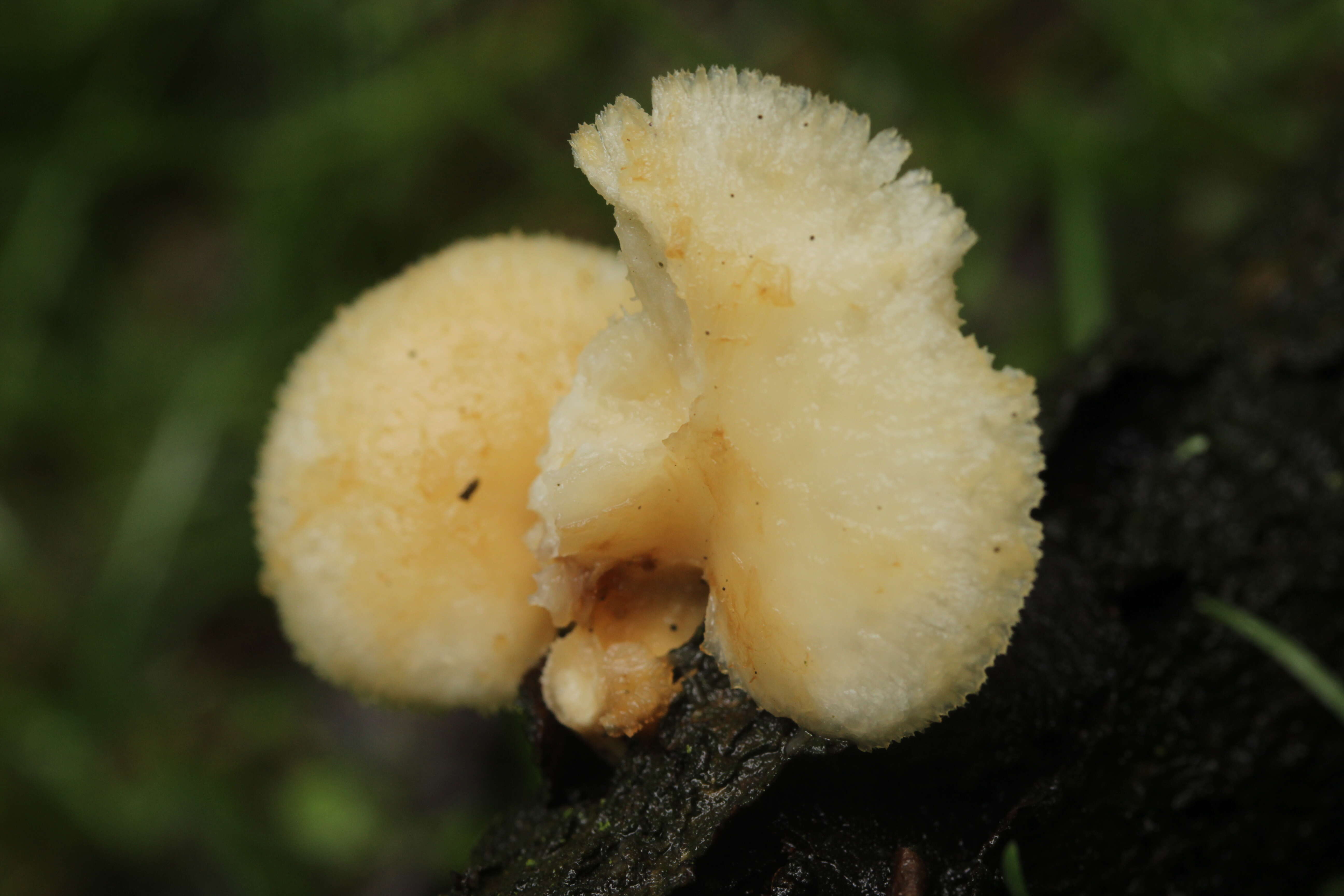 Image of Polyporus tuberaster (Jacq. ex Pers.) Fr. 1821