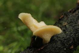 Image of Polyporus tuberaster (Jacq. ex Pers.) Fr. 1821