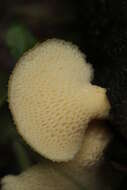 Image of Polyporus tuberaster (Jacq. ex Pers.) Fr. 1821