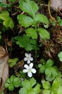 Ellisiophyllum pinnatum subsp. bhutanense R. R. Mill resmi