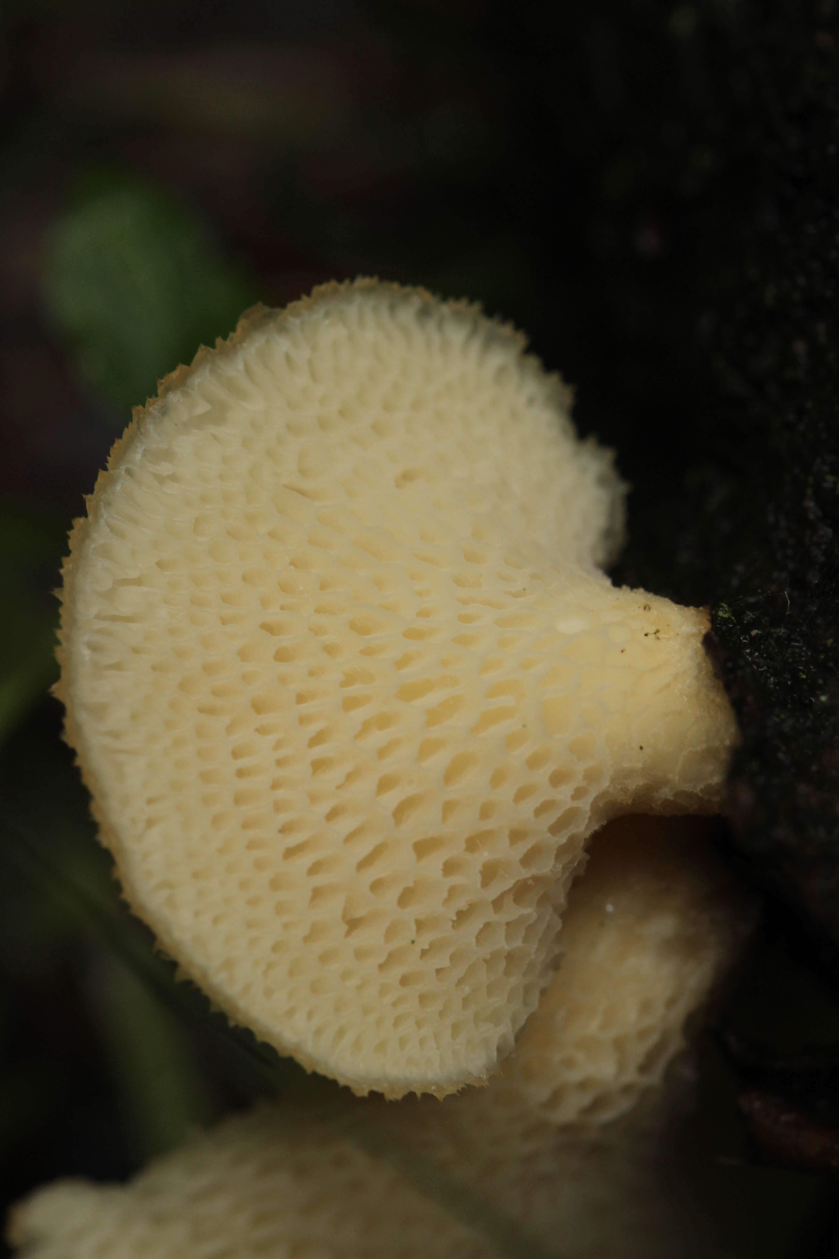 Image of Polyporus tuberaster (Jacq. ex Pers.) Fr. 1821