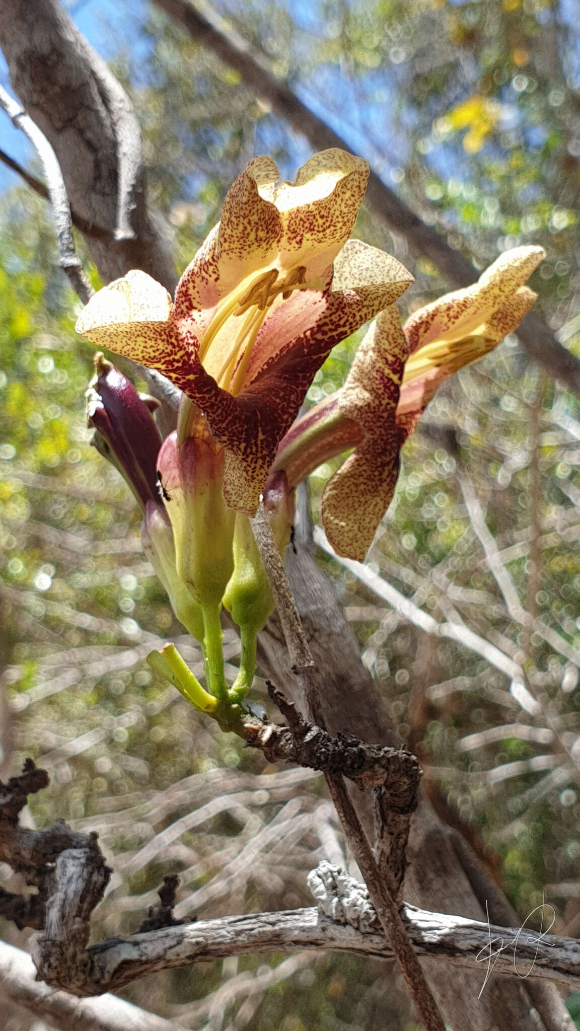 Image of Perichlaena richardii Baill.